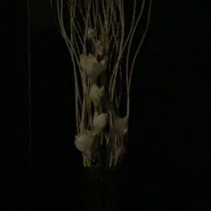 Meet your Posher, Irene